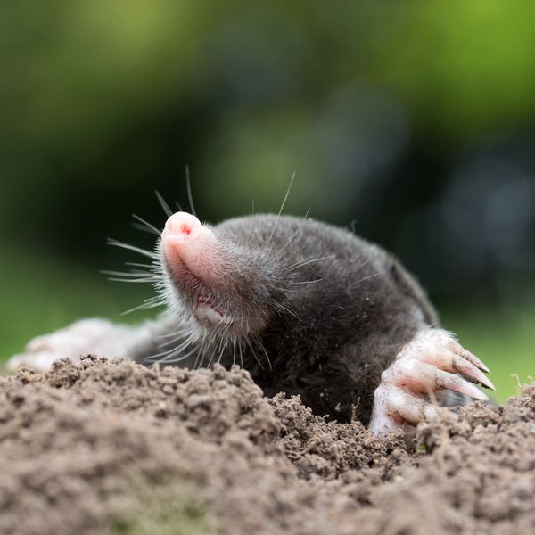 mole