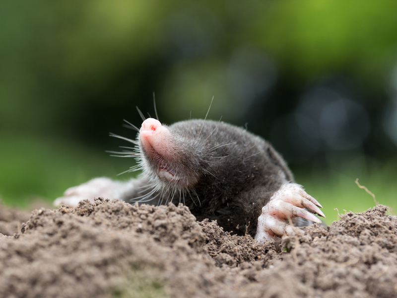 dreamstime_s_48503292 mole
