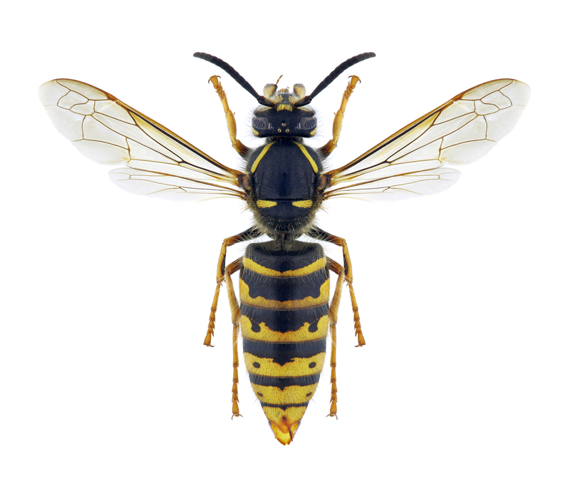 Wasp Vespula vulgaris (female)